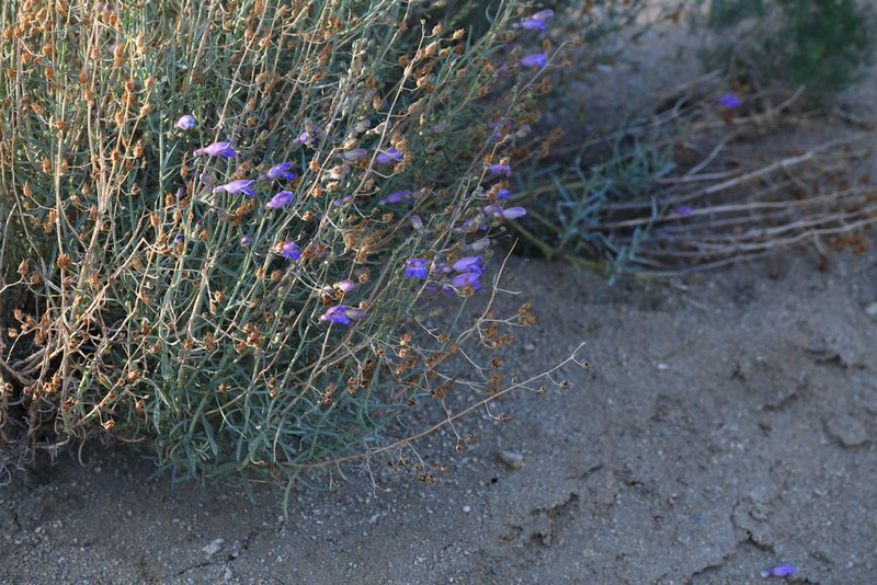Penstemon incertus, photographed by Trevor Van Loon