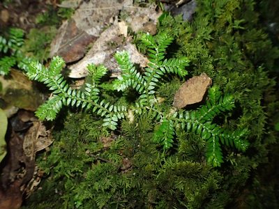 Selaginella kraussiana, photographed by Shaun