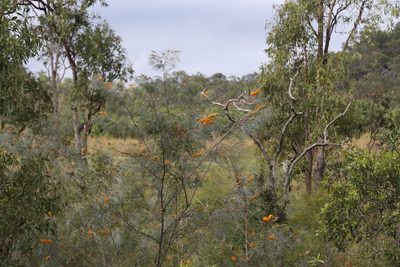 Grevillea pteridifolia, photographed by Hugo Innes
