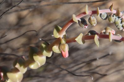 Dudleya arizonica, photographed by Millie Basden