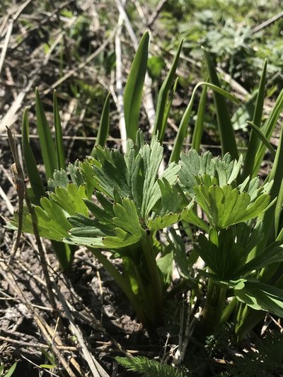 Delphinium viridescens, photographed by Lindsey Salmonson