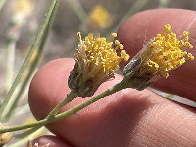 Bebbia juncea, photographed by Bobby McCabe