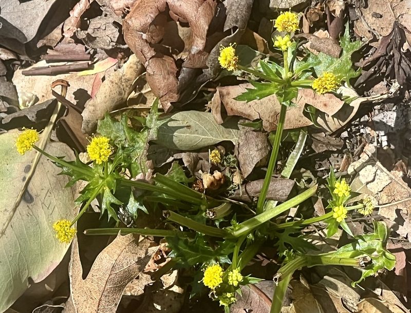 Sanicula laciniata, photographed by Chuck Wilson