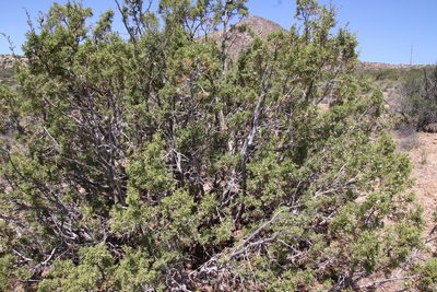 Juniperus californica, photographed by Millie Basden
