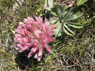 Trifolium macrocephalum, photographed by Cindy Bell