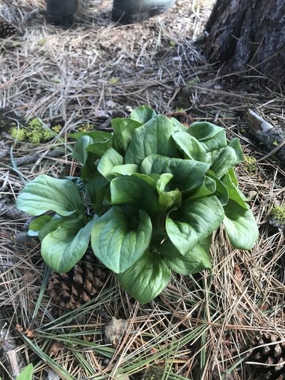 Trillium petiolatum, photographed by Lindsey Salmonson