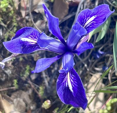 Iris macrosiphon, photographed by Chuck Wilson