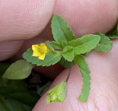 Mecardonia procumbens, photographed by Lexi Amico