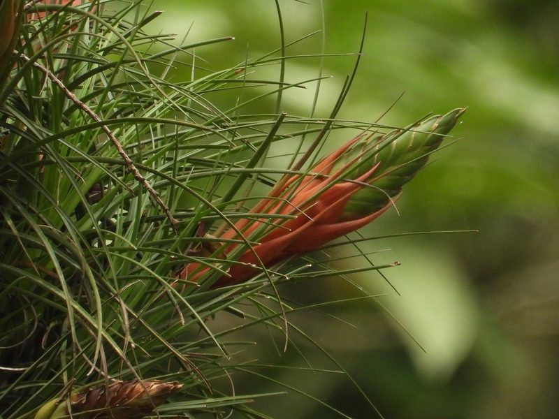 Tillandsia punctulata, photographed by Grete Pasch