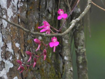 Comparettia falcata, photographed by Grete Pasch