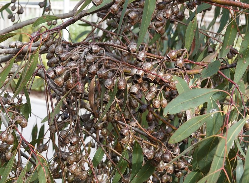 Eucalyptus leucoxylon, photographed by John Cull