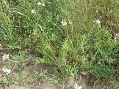 Oenothera suffulta, photographed by Brad Banner