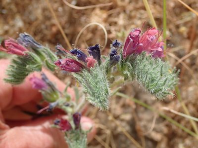Echium angustifolium, photographed by Henrik Kibak