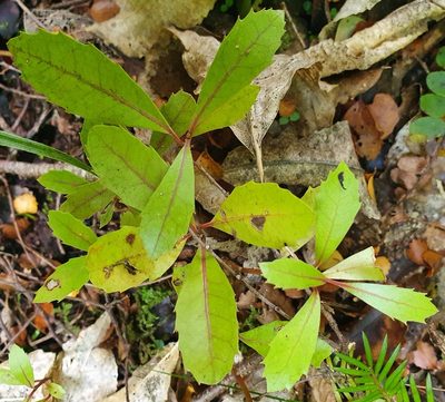 Hedycarya arborea, photographed by Kate McAlpine
