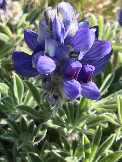 Lupinus saxosus, photographed by Cindy Bell