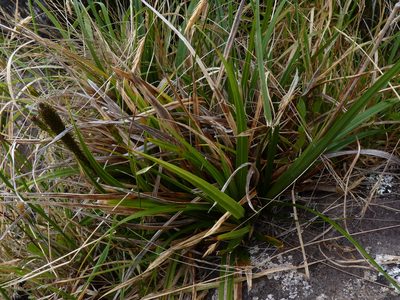 Carex phleoides, photographed by Patricio Novoa