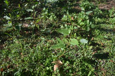 Muehlenbeckia sagittifolia, photographed by Lauu