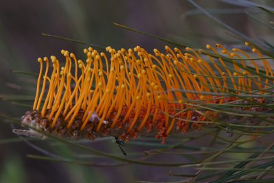 Grevillea pteridifolia, photographed by Hugo Innes