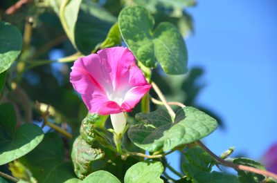 Ipomoea purpurea, photographed by Lauu