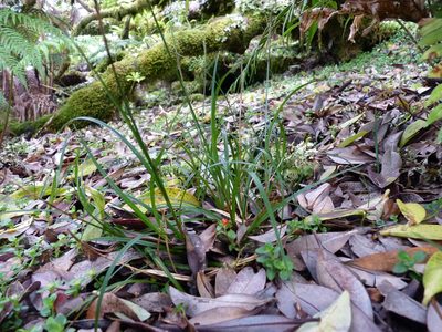 Carex firmula, photographed by Patricio Novoa