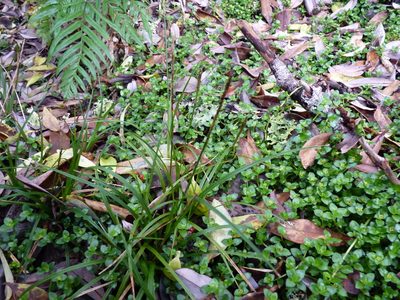 Carex firmula, photographed by Patricio Novoa