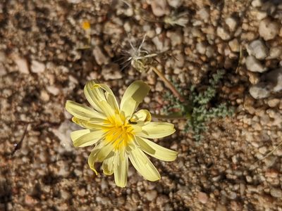 Anisocoma acaulis, photographed by Trevor Van Loon