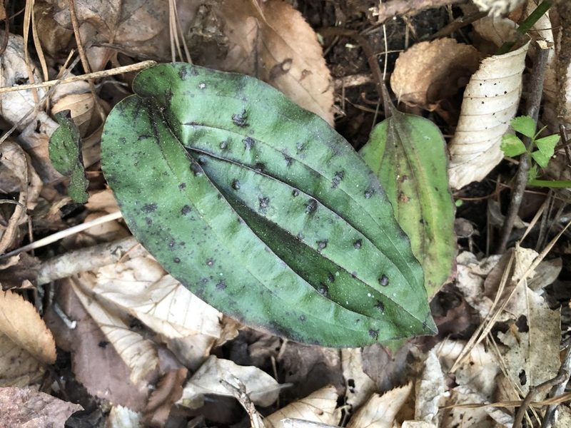 Tipularia discolor, photographed by Scott Morris