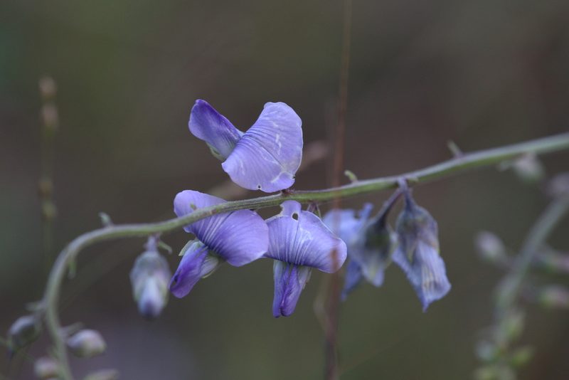 Crotalaria verrucosa, photographed by Hugo Innes