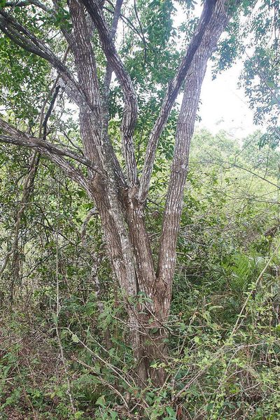 Platymiscium pinnatum, photographed by Andres Hernandez
