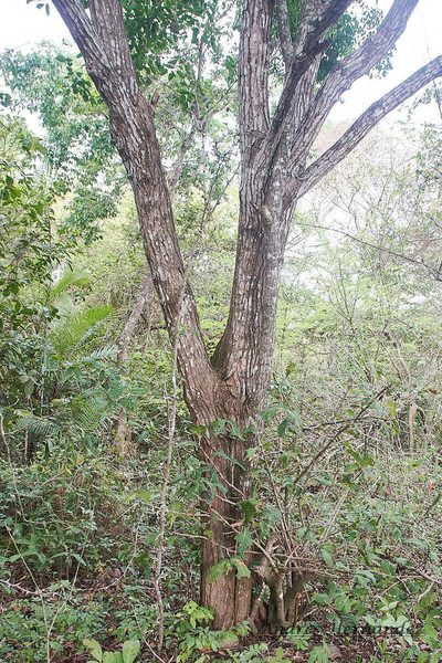 Platymiscium pinnatum, photographed by Andres Hernandez