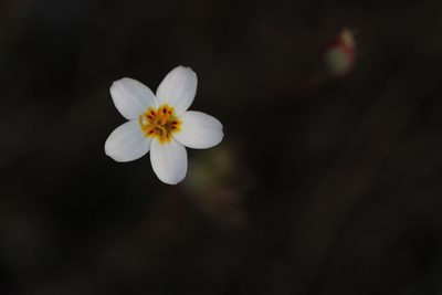 Leptosiphon parviflorus, photographed by Nicholas Wei