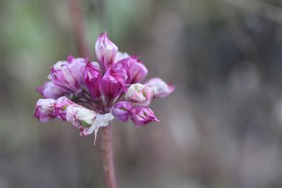 Allium serra, photographed by Nicholas Wei