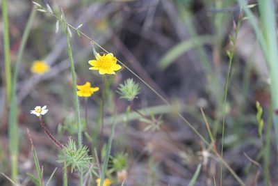 Lasthenia californica
