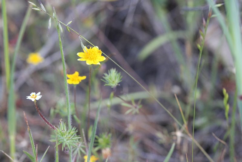 Lasthenia californica, photographed by Nicholas Wei
