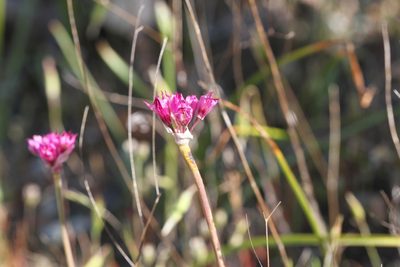 Allium serra, photographed by Nicholas Wei