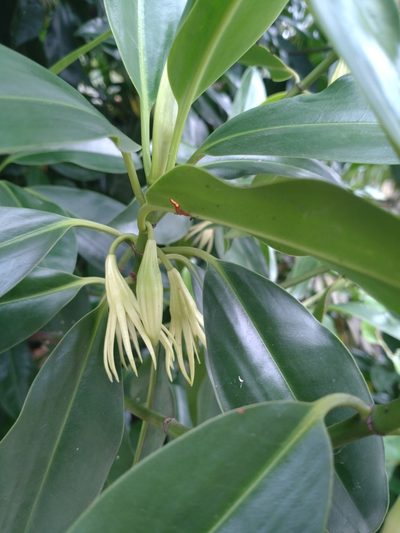 Bruguiera sexangula, photographed by Utain Pummarin
