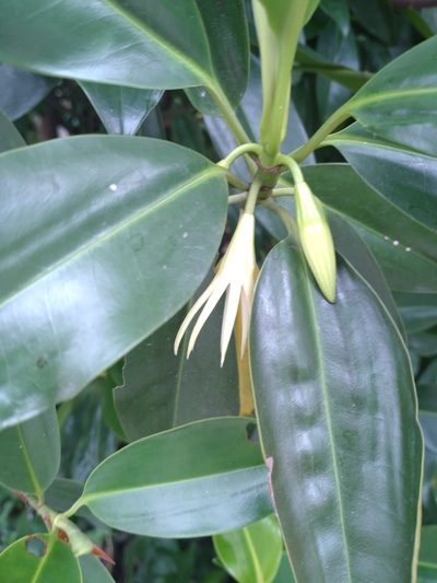 Bruguiera sexangula, photographed by Utain Pummarin