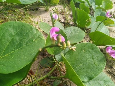 Canavalia rosea, photographed by Steve Fitzgerald