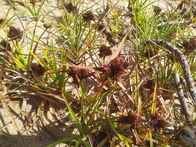 Cyperus pedunculatus, photographed by Steve Fitzgerald
