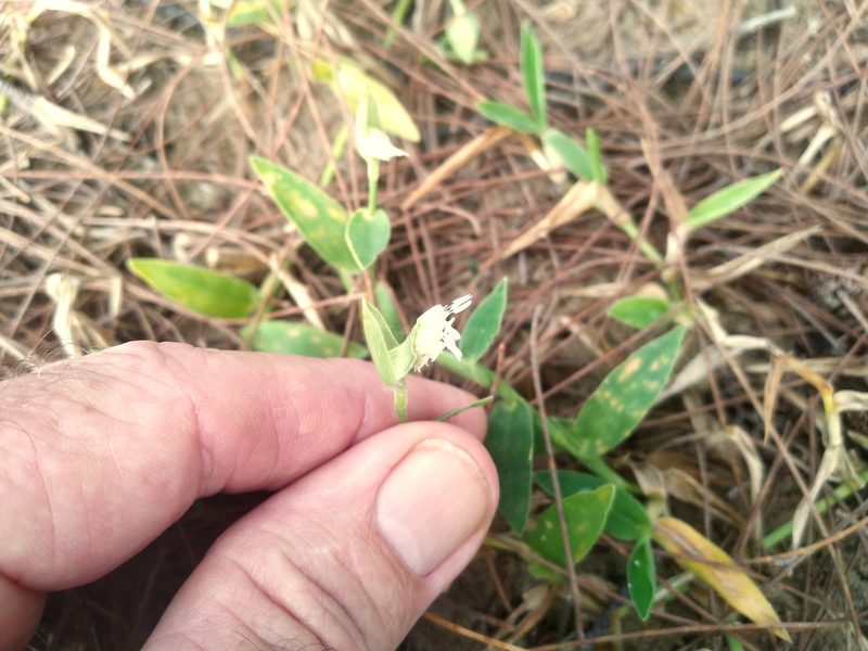 Thuarea involuta, photographed by Steve Fitzgerald