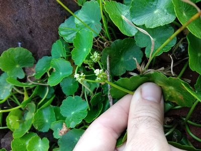 Hydrocotyle bonariensis, photographed by Benjamin Fredlund