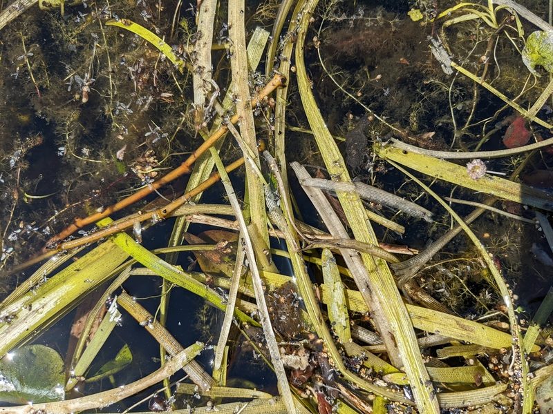 Vallisneria americana, photographed by Zac Peterson