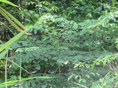 Aralia spinosa, photographed by Nonbinary-Naturalist