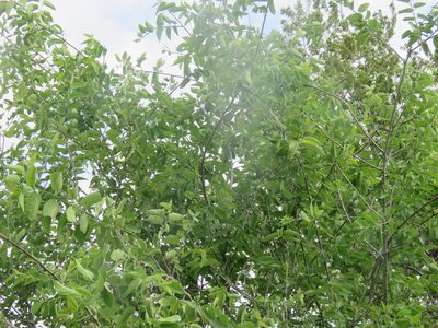 Celtis reticulata, photographed by Brad Banner