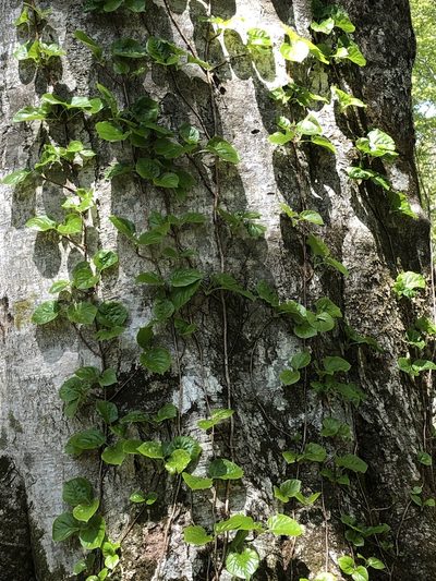 Hydrangea petiolaris, photographed by Cecilia