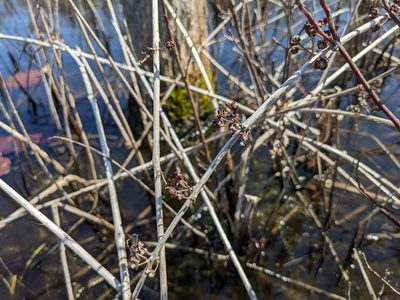 Decodon verticillatus, photographed by Zac Peterson