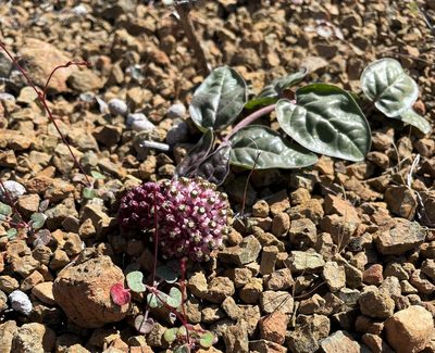 Asclepias solanoana