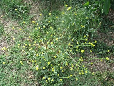 Rapistrum rugosum, photographed by Brad Banner