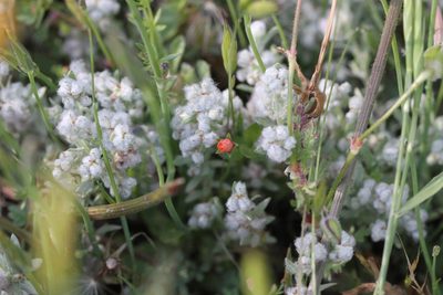 Micropus californicus, photographed by Nicholas Wei
