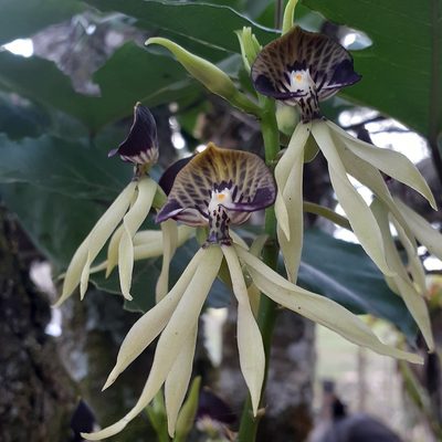 Prosthechea cochleata, photographed by Sobeida Morales